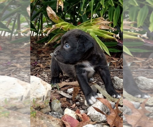 Medium Photo #7 Black Mouth Cur-Labrador Retriever Mix Puppy For Sale in DUNNELLON, FL, USA
