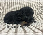 Puppy Royal Blue Male German Shepherd Dog
