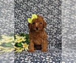 Small Photo #2 Poodle (Toy) Puppy For Sale in PEACH BOTTOM, PA, USA