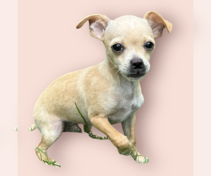 Chihuahua-Unknown Mix Dogs for adoption in Rockville, MD, USA