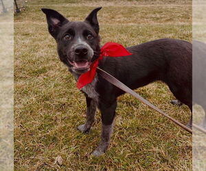 Mutt Dogs for adoption in Ogden, UT, USA