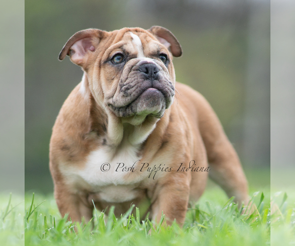 Medium Photo #12 Bulldog Puppy For Sale in WARSAW, IN, USA