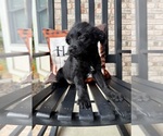 Small #2 Labrador Retriever-Miniature Australian Shepherd Mix