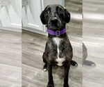 Small #4 Catahoula Leopard Dog-Labrador Retriever Mix