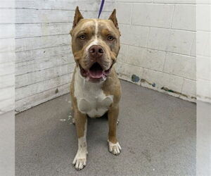American Pit Bull Terrier Dogs for adoption in San Bernardino, CA, USA