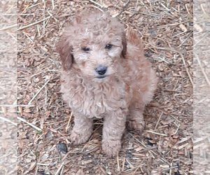 Goldendoodle (Miniature) Puppy for sale in SPOTSYLVANIA, VA, USA