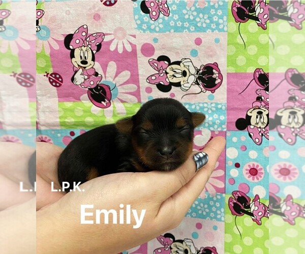 Medium Photo #1 Yorkshire Terrier Puppy For Sale in WINNSBORO, LA, USA