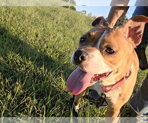 Miracle - Not at shelter (Amelia) - Female Mutt Dog for Adoption - Photo #11