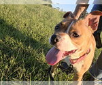 Small Photo #11 Mutt Puppy For Sale in Rustburg, VA, USA