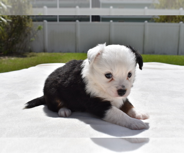 Medium Photo #2 Miniature Australian Shepherd Puppy For Sale in PALM COAST, FL, USA