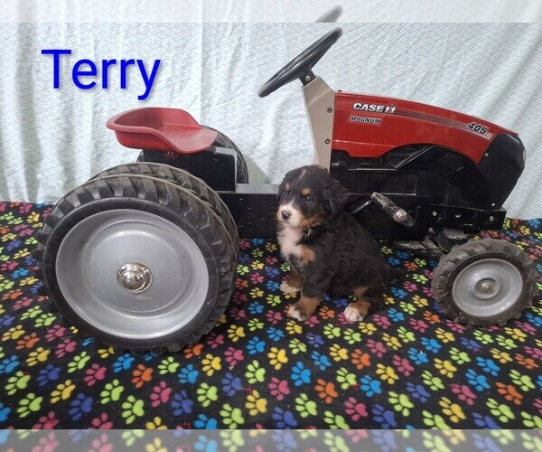 Medium Photo #5 Bernese Mountain Dog Puppy For Sale in MEMPHIS, MO, USA