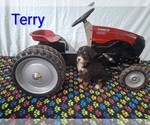 Puppy Terry Bernese Mountain Dog