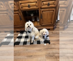 Father of the F2 Aussiedoodle puppies born on 01/20/2023