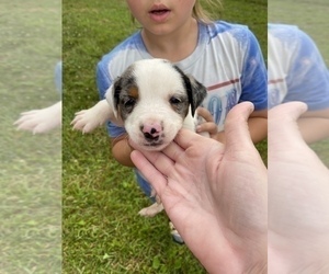Australian Retriever Puppy for Sale in PILOT MOUNTAIN, North Carolina USA