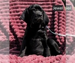 Small #6 Cane Corso