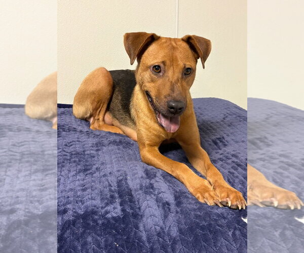 Medium Photo #2 Mutt Puppy For Sale in Sanford, FL, USA