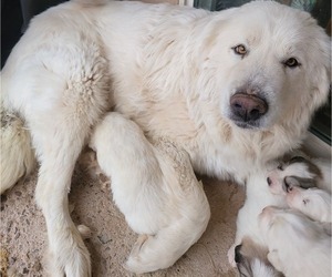 Father of the Great Pyrenees puppies born on 12/14/2021
