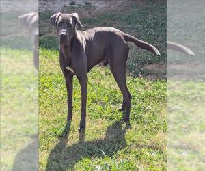Great Dane-Labrador Retriever Mix Dogs for adoption in Grovetown, GA, USA