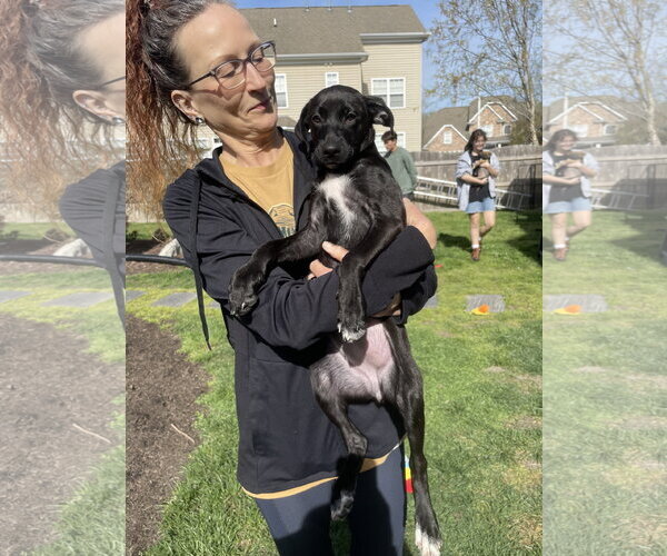 Medium Photo #5 Mutt Puppy For Sale in Virginia Beach, VA, USA