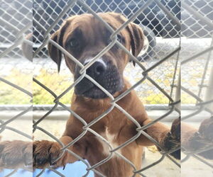 Boxweiler Dogs for adoption in Pottstown, PA, USA