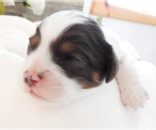 Medium Photo #3 Cavapoo Puppy For Sale in CARLISLE, KY, USA