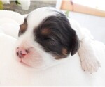 Small Photo #9 Cavapoo Puppy For Sale in CARLISLE, KY, USA