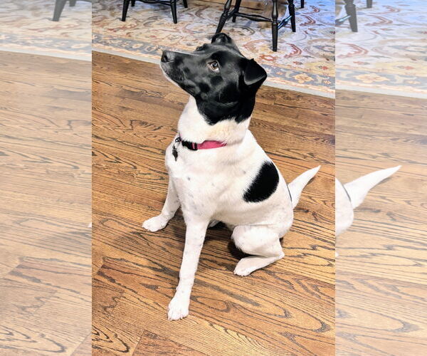 Medium Photo #8 Border Collie-Unknown Mix Puppy For Sale in Rockaway, NJ, USA