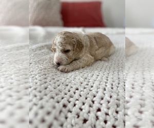 Aussiedoodle Puppy for sale in CLOVIS, CA, USA