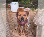 Small #1 Boxador
