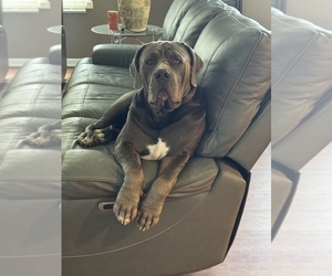 Boerboel Puppy for sale in MARTINSVILLE, IN, USA