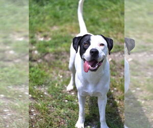Mutt Dogs for adoption in Crandall, GA, USA