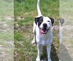 Small Pointer Mix