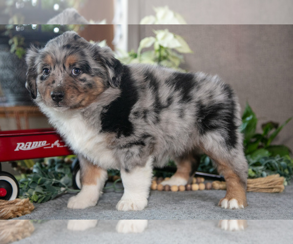 Medium Photo #1 Miniature Australian Shepherd Puppy For Sale in CHRISTIANA, PA, USA