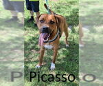 Small #16 Mountain Cur Mix
