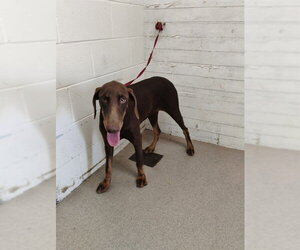 Doberman Pinscher Dogs for adoption in San Bernardino, CA, USA