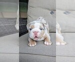Puppy Rocky Bulldog