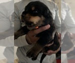 Small #1 Rottweiler