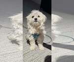 Small #3 Maltipoo (Miniature)