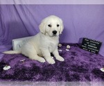 Small Photo #52 English Cream Golden Retriever Puppy For Sale in PEYTON, CO, USA