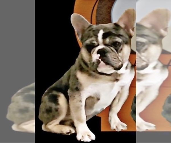 Medium Photo #1 French Bulldog Puppy For Sale in PUYALLUP, WA, USA