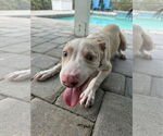 Small #7 Catahoula Leopard Dog Mix