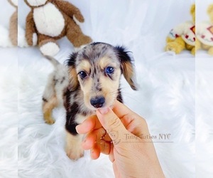 Dachshund Puppy for sale in ASTORIA, NY, USA