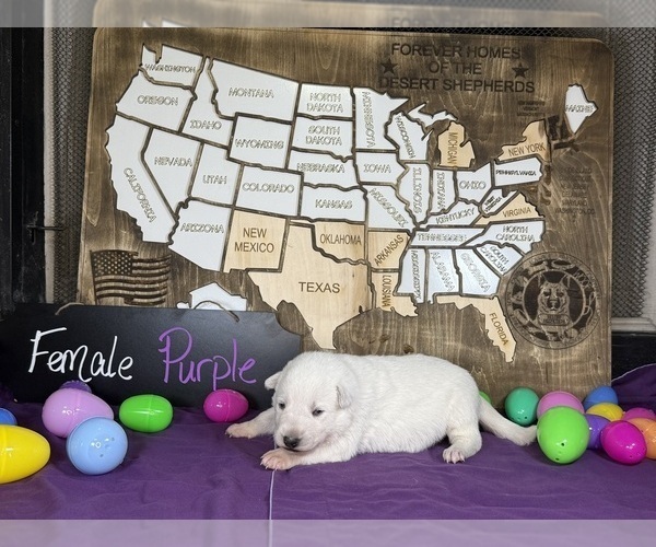 Medium Photo #6 German Shepherd Dog Puppy For Sale in GARDEN CITY, TX, USA
