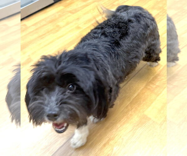 Medium Photo #2 Shih Tzu-Unknown Mix Puppy For Sale in Mount Airy, NC, USA