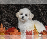 Small #3 Bichpoo