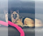 Small #2 German Shepherd Dog