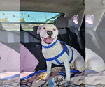 Small #4 American Bulldog-Staffordshire Bull Terrier Mix