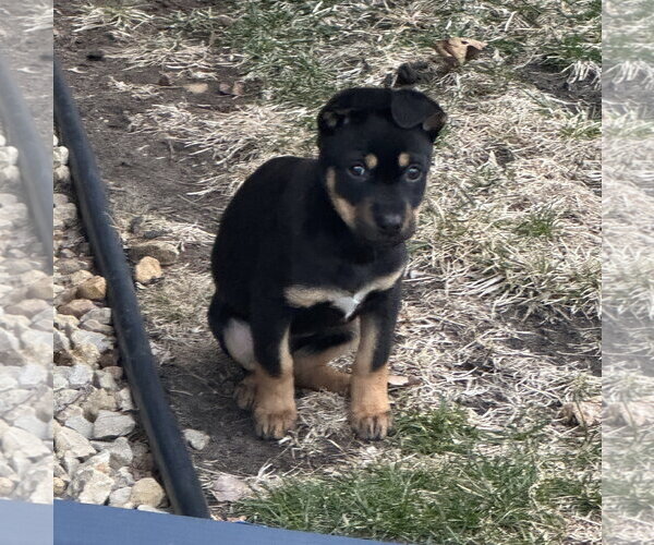 Medium Photo #5 Mutt Puppy For Sale in Brooklyn Center, MN, USA