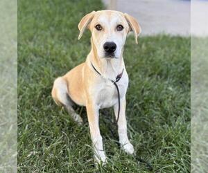 Pyrenees Border Collie Dogs for adoption in Modesto, CA, USA
