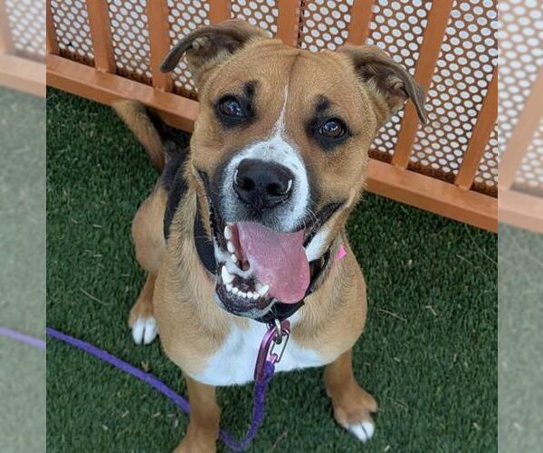 Medium Photo #1 German Shepherd Dog-Unknown Mix Puppy For Sale in Las Vegas, NV, USA